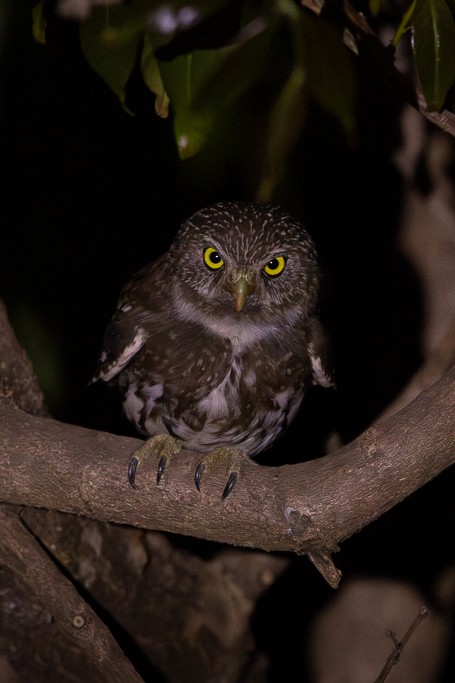 Ferruginous Pygmy-Owl - ML624047225