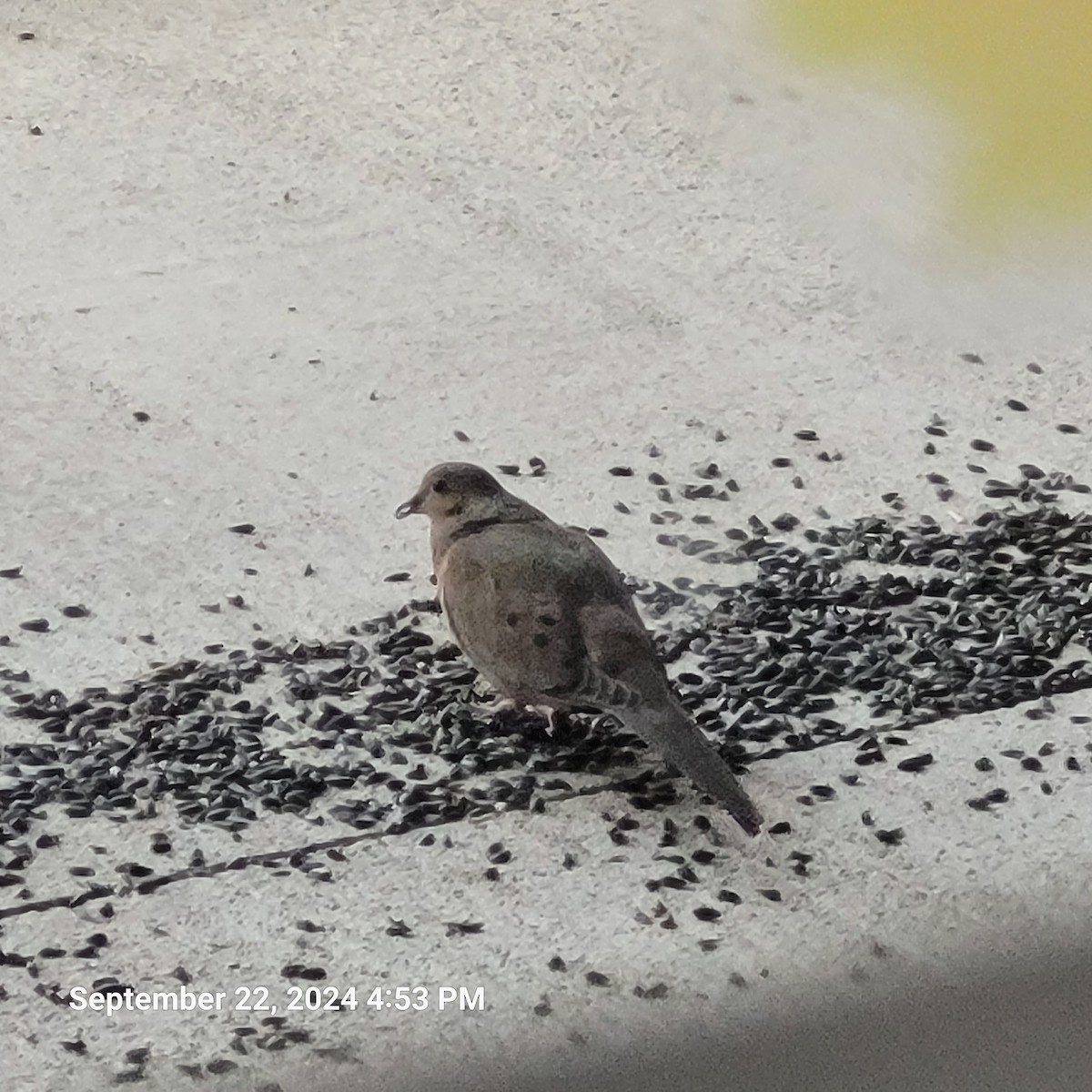 Mourning Dove - ML624047252