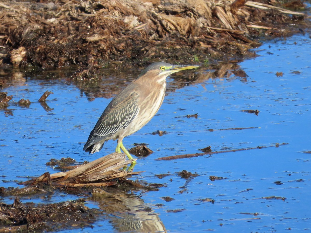 Green Heron - ML624047258