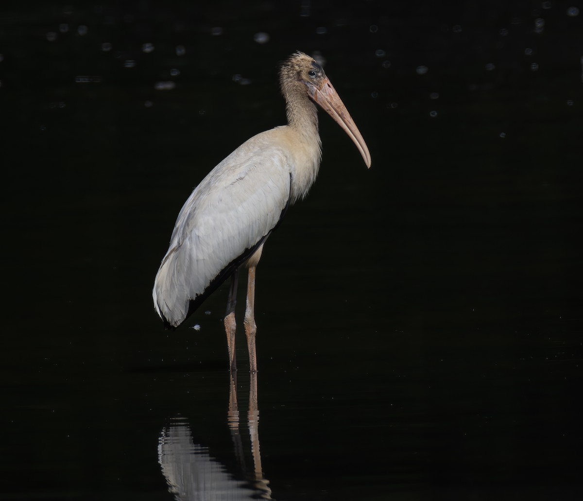 Wood Stork - ML624047259