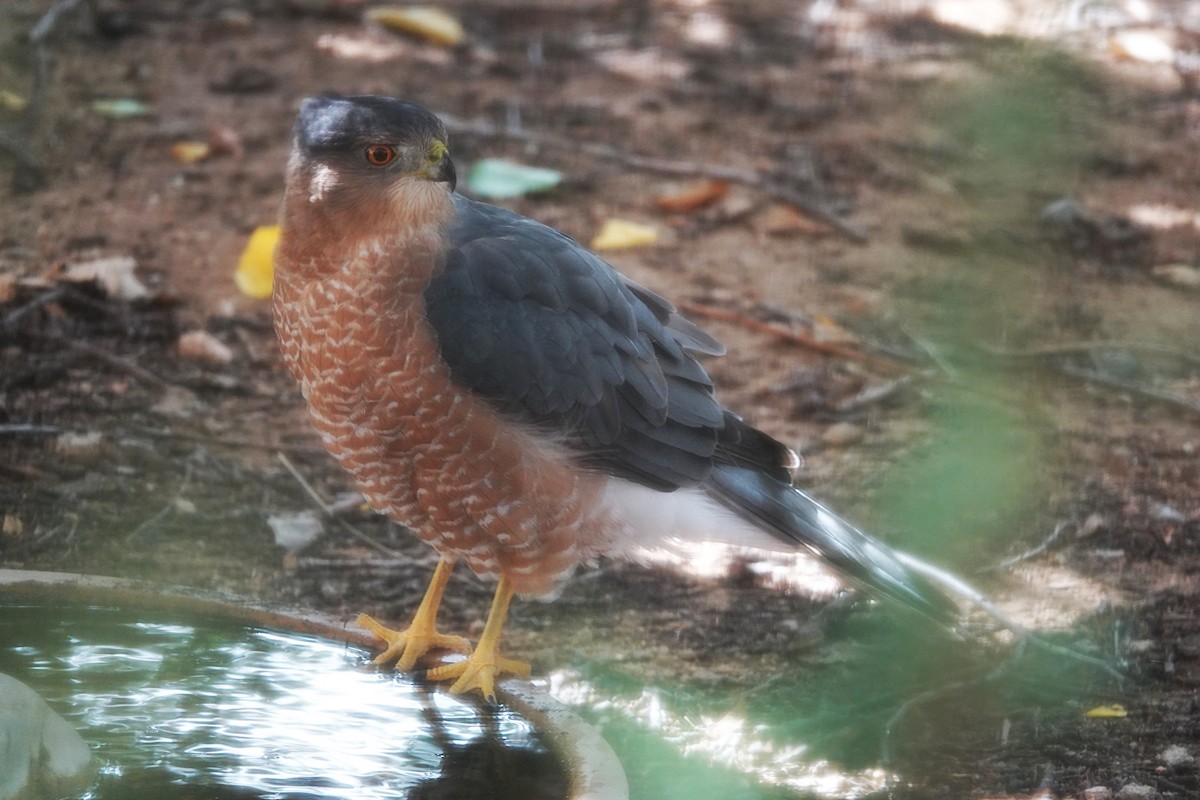 Cooper's Hawk - ML624047283