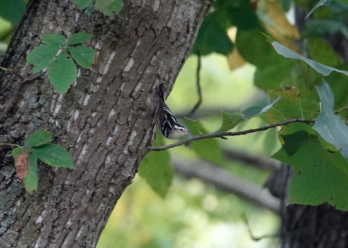 Black-and-white Warbler - ML624047293