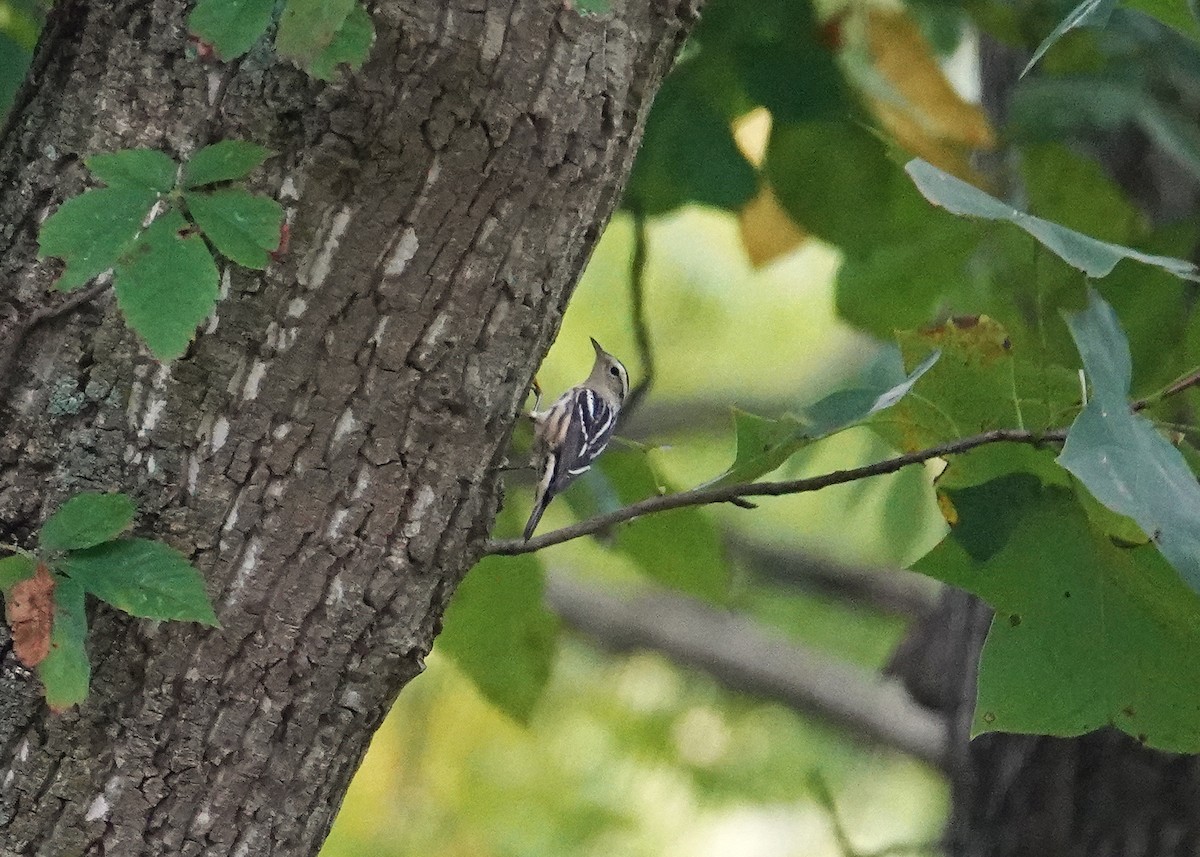 Black-and-white Warbler - ML624047295