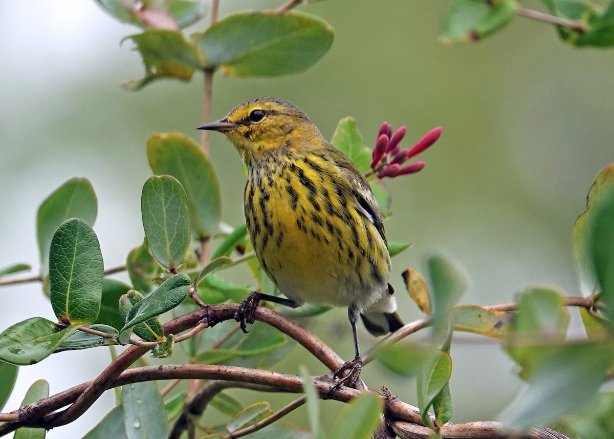 Cape May Warbler - ML624047303