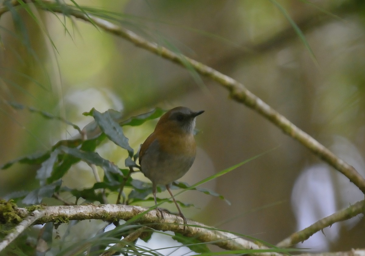 Black-billed Nightingale-Thrush - ML624047311