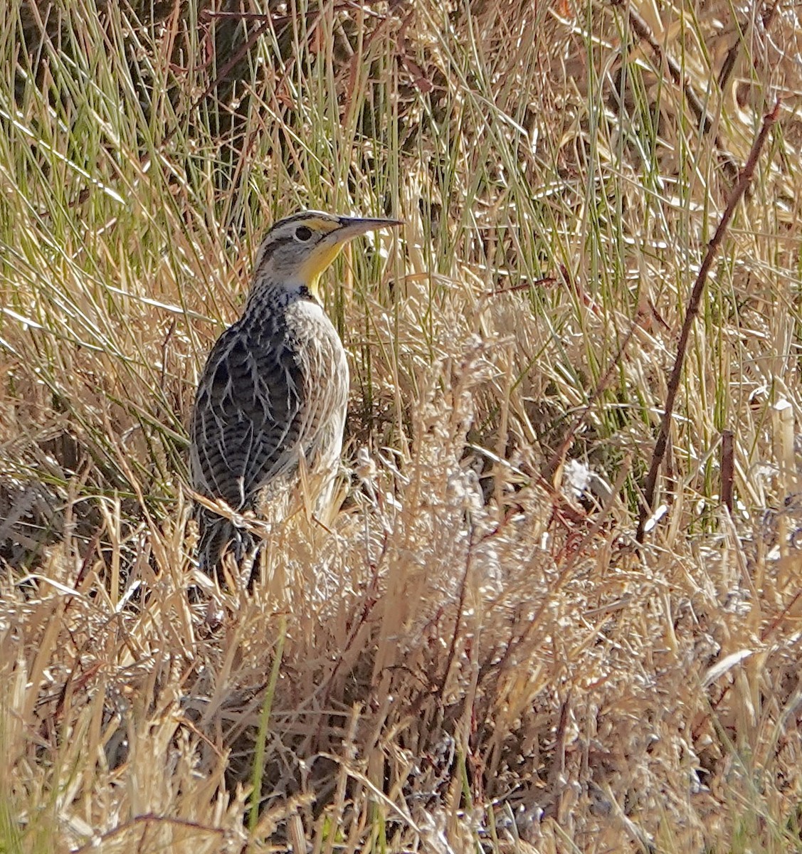 Chihuahuan Meadowlark - ML624047356