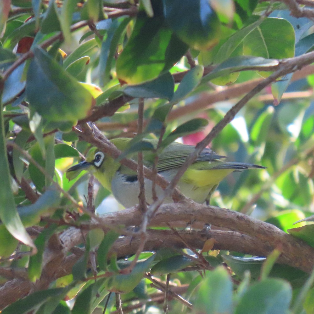 Swinhoe's White-eye - ML624047370