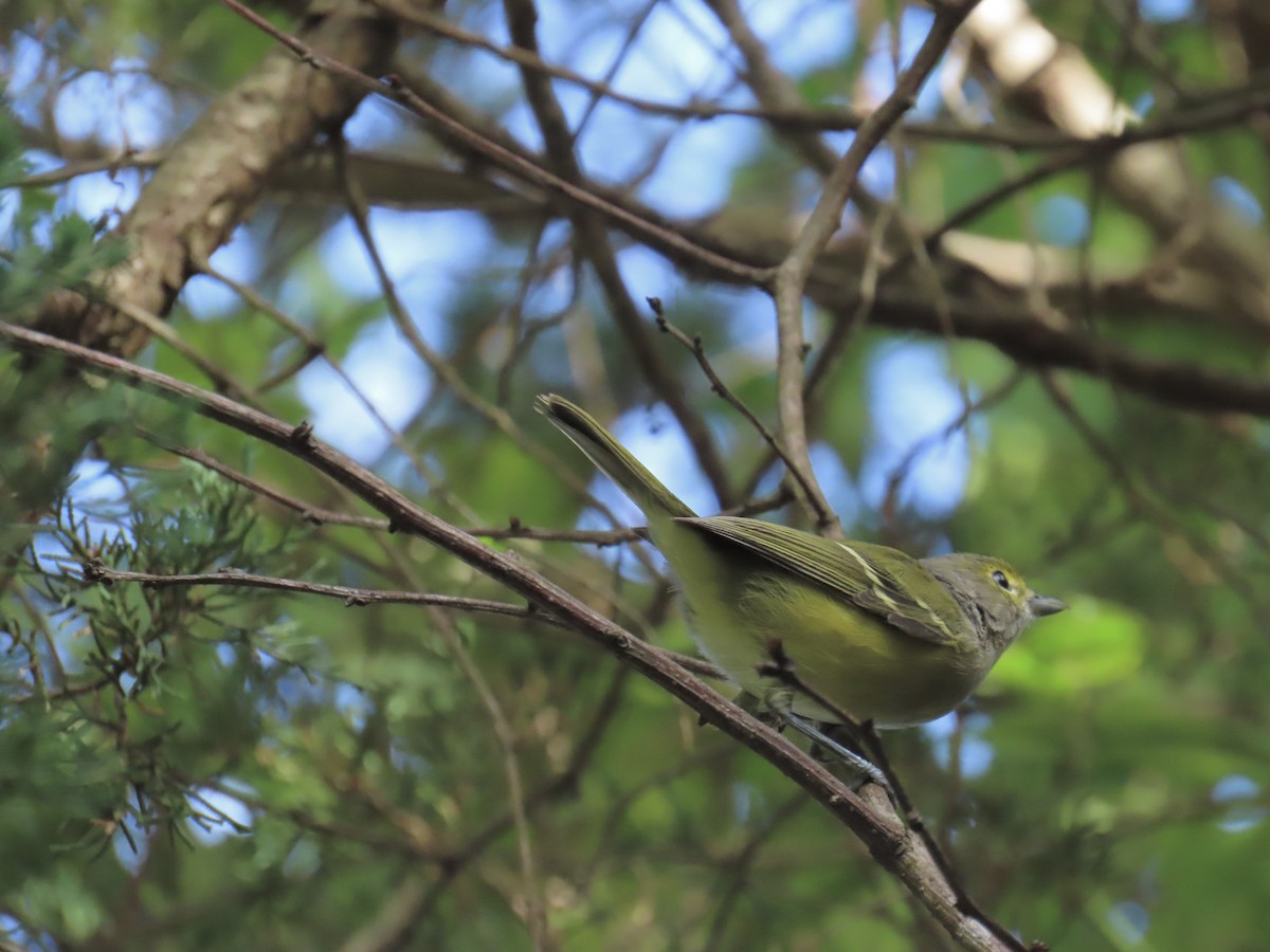 White-eyed Vireo - ML624047378