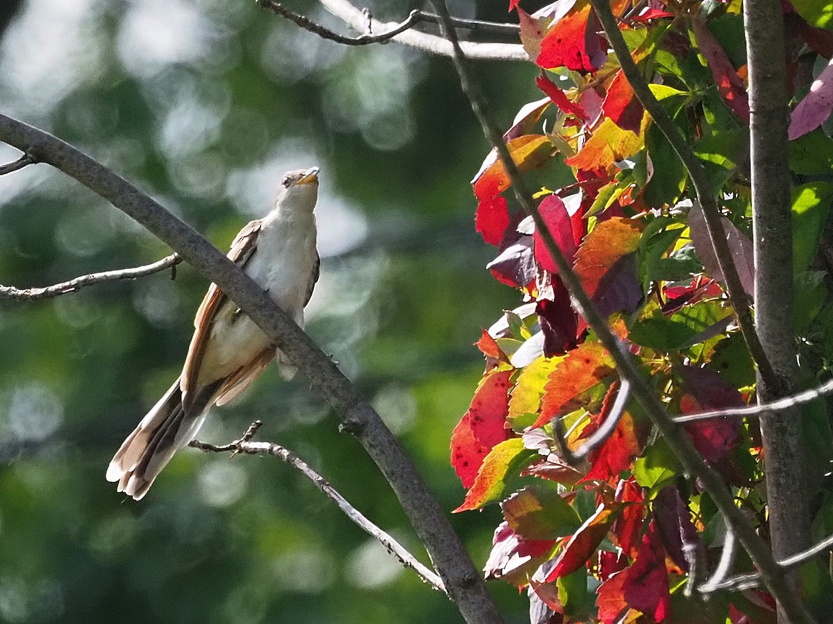 Yellow-billed Cuckoo - ML624047379