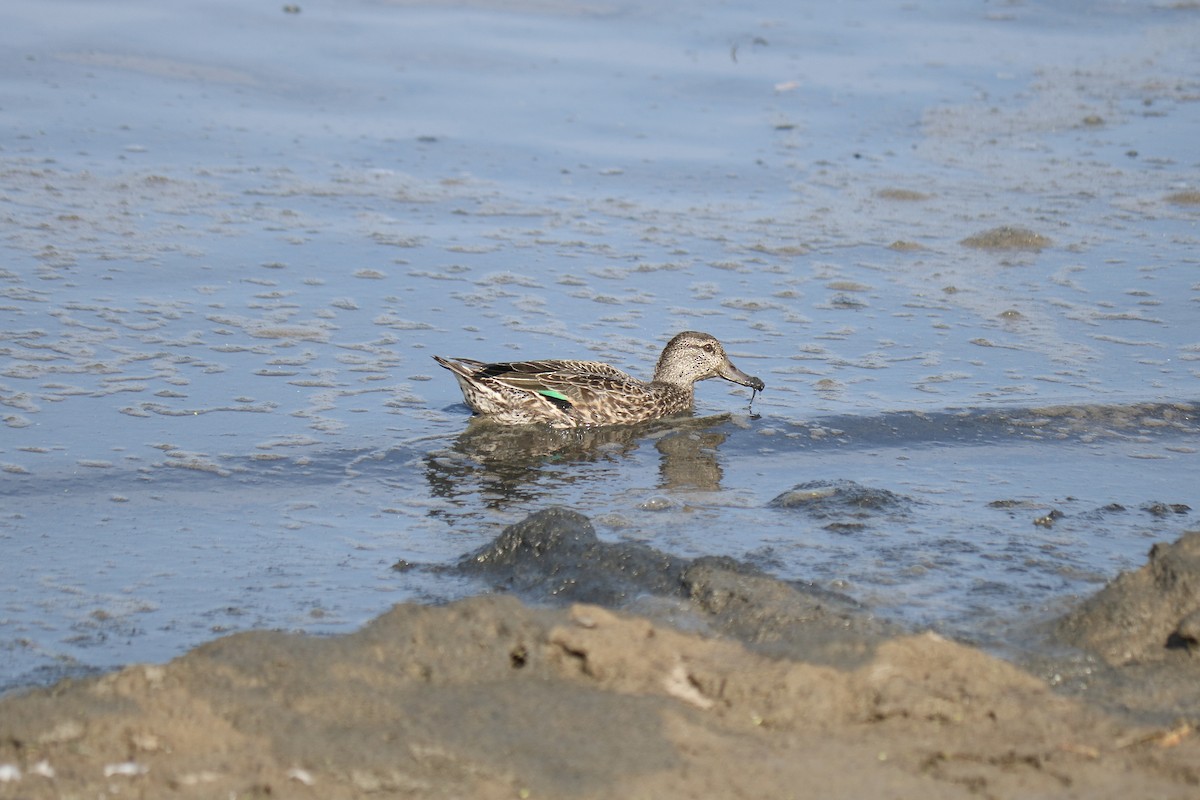 Green-winged Teal - ML624047381