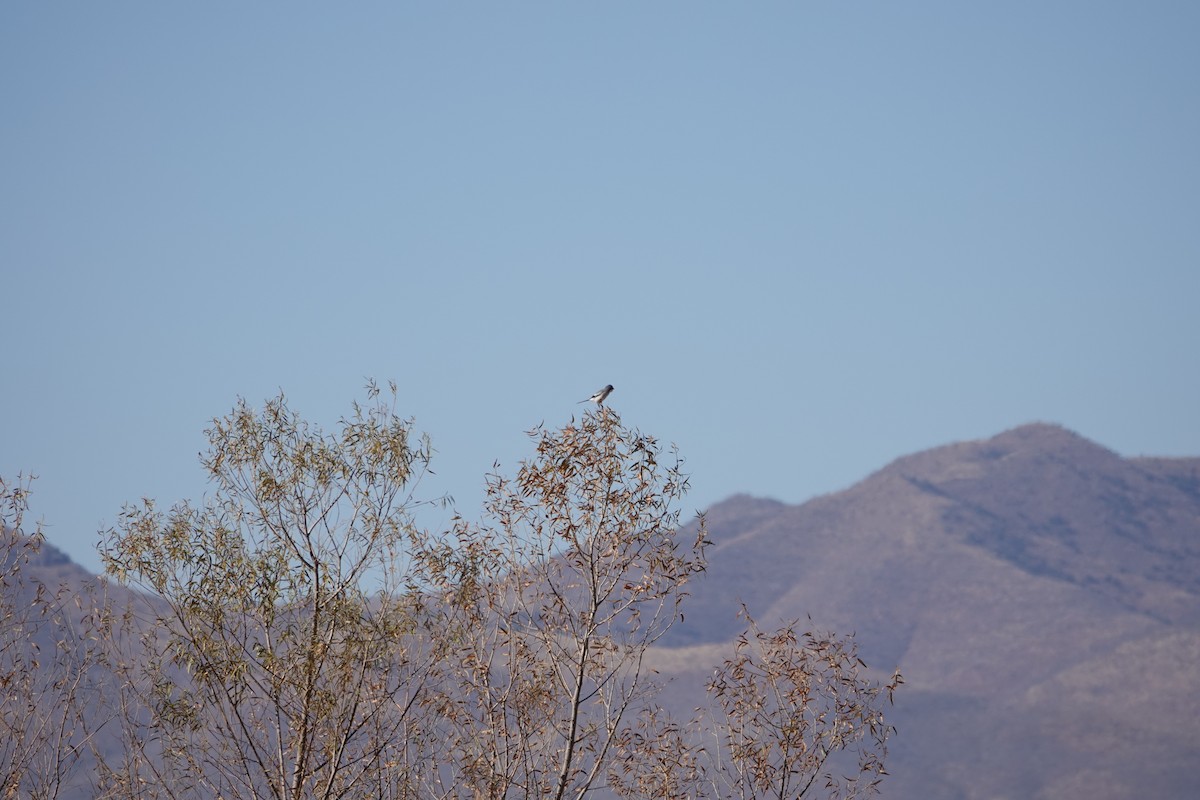 Loggerhead Shrike - ML624047385