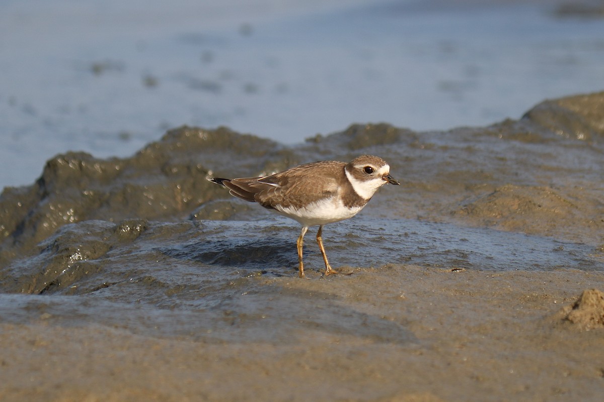 Semipalmated Plover - ML624047391