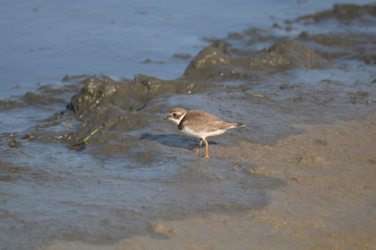 Semipalmated Plover - ML624047392