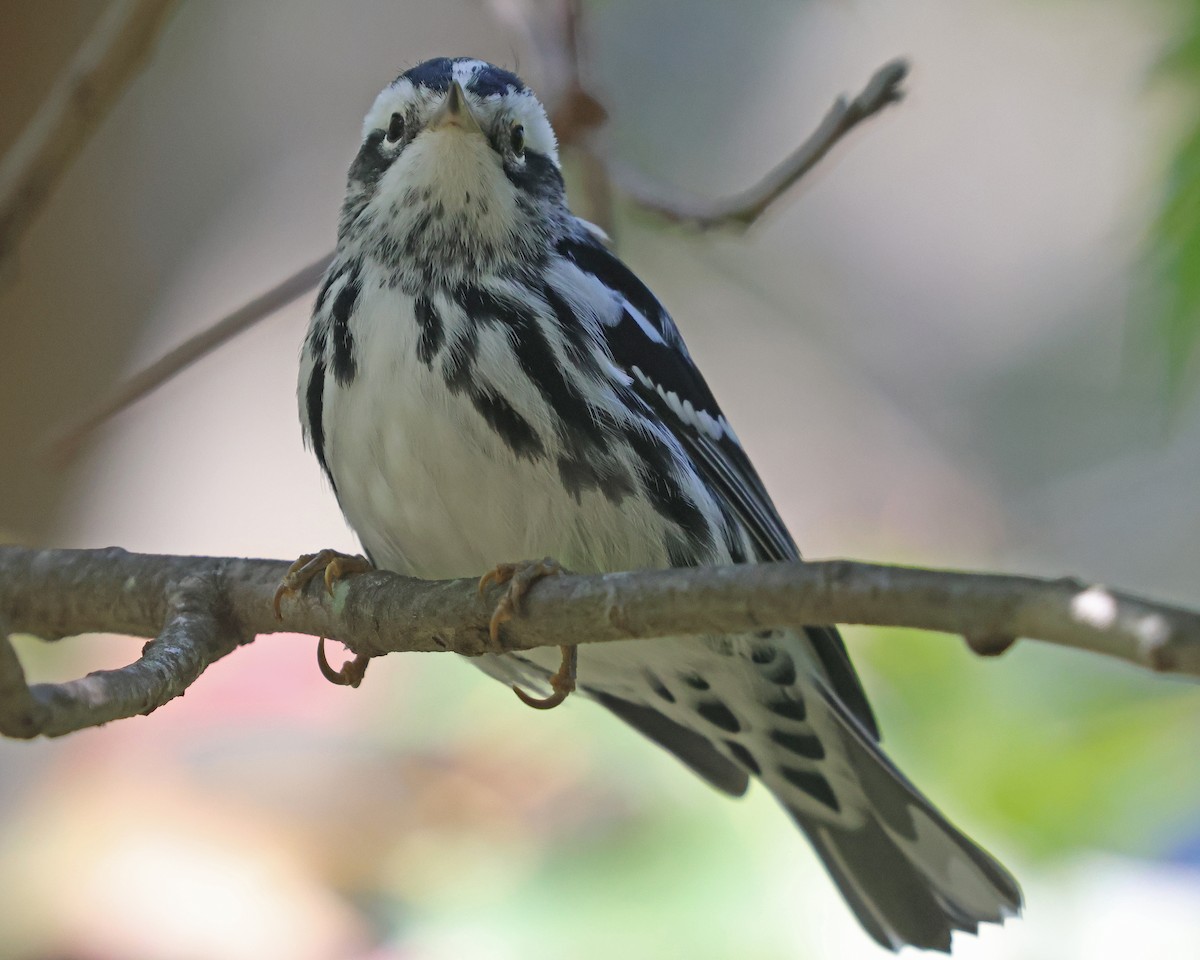 Black-and-white Warbler - ML624047406