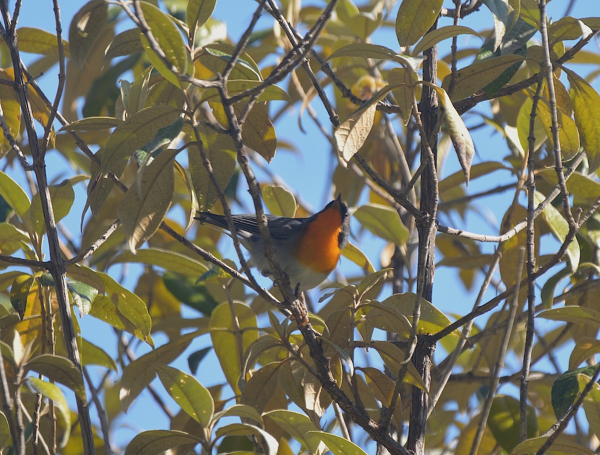 Flame-throated Warbler - ML624047407