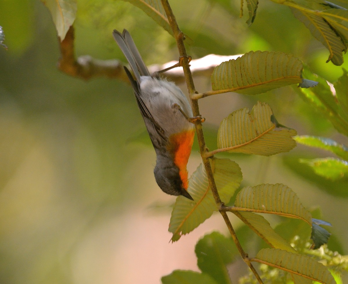 Flame-throated Warbler - Ashis Kumar  Pradhan