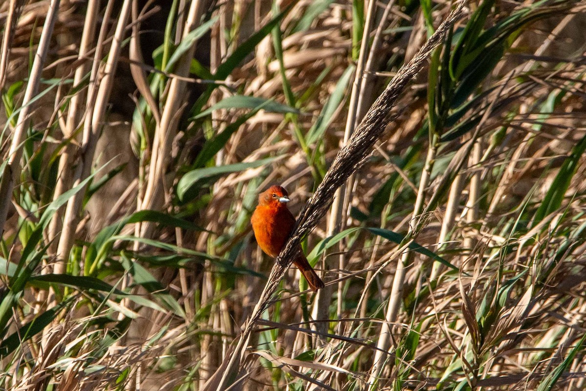 Hepatic Tanager - ML624047433