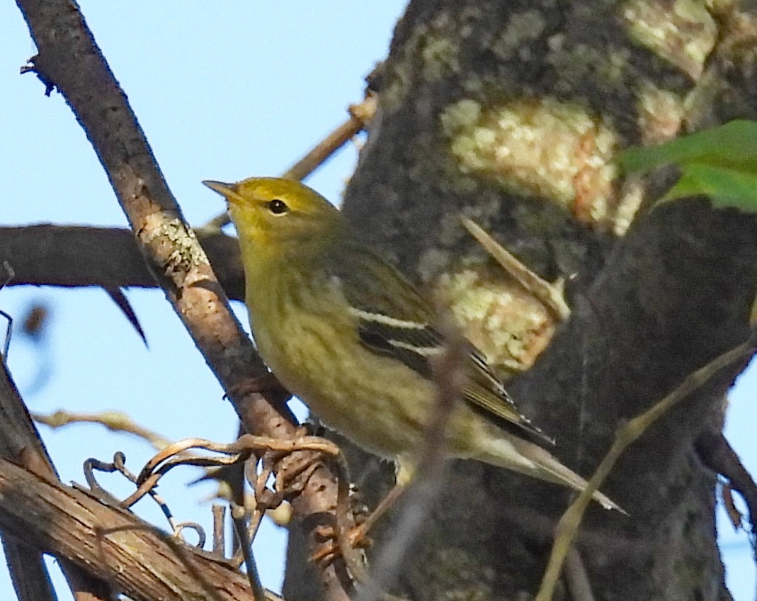 Blackpoll Warbler - Don Gorney