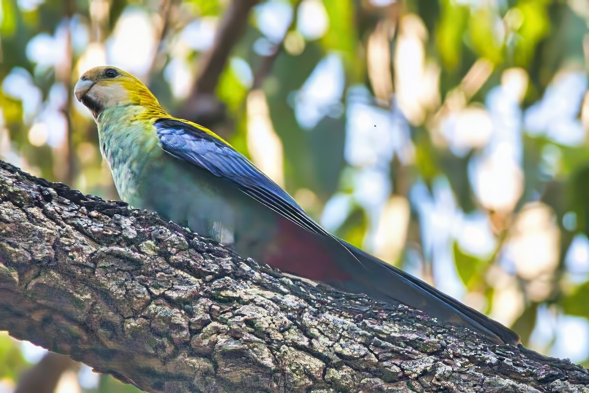 Pale-headed Rosella - ML624047437