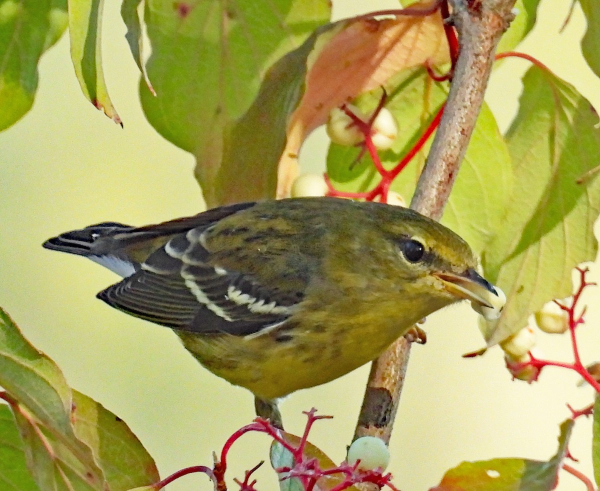 Paruline rayée - ML624047438