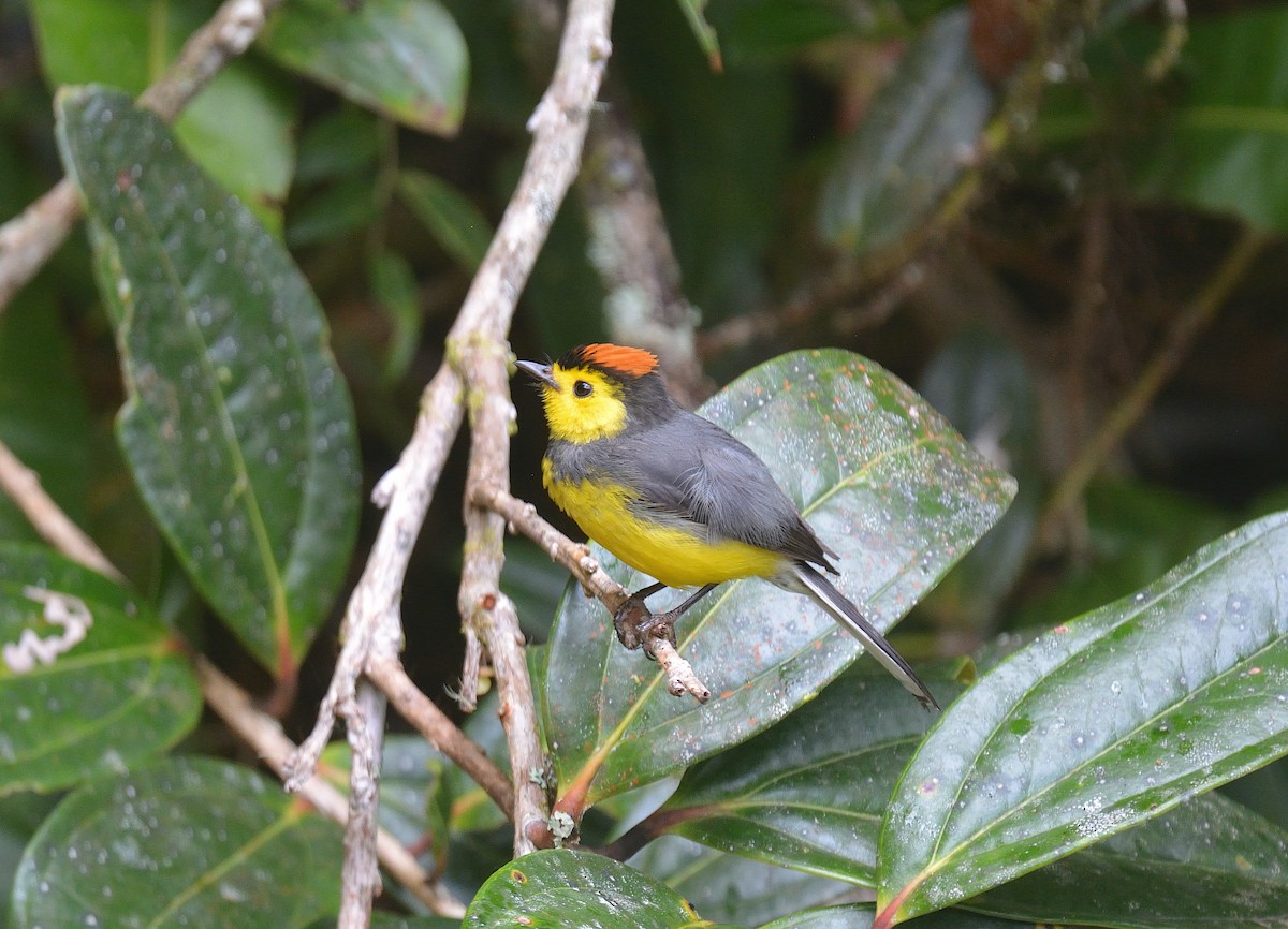 Collared Redstart - ML624047441