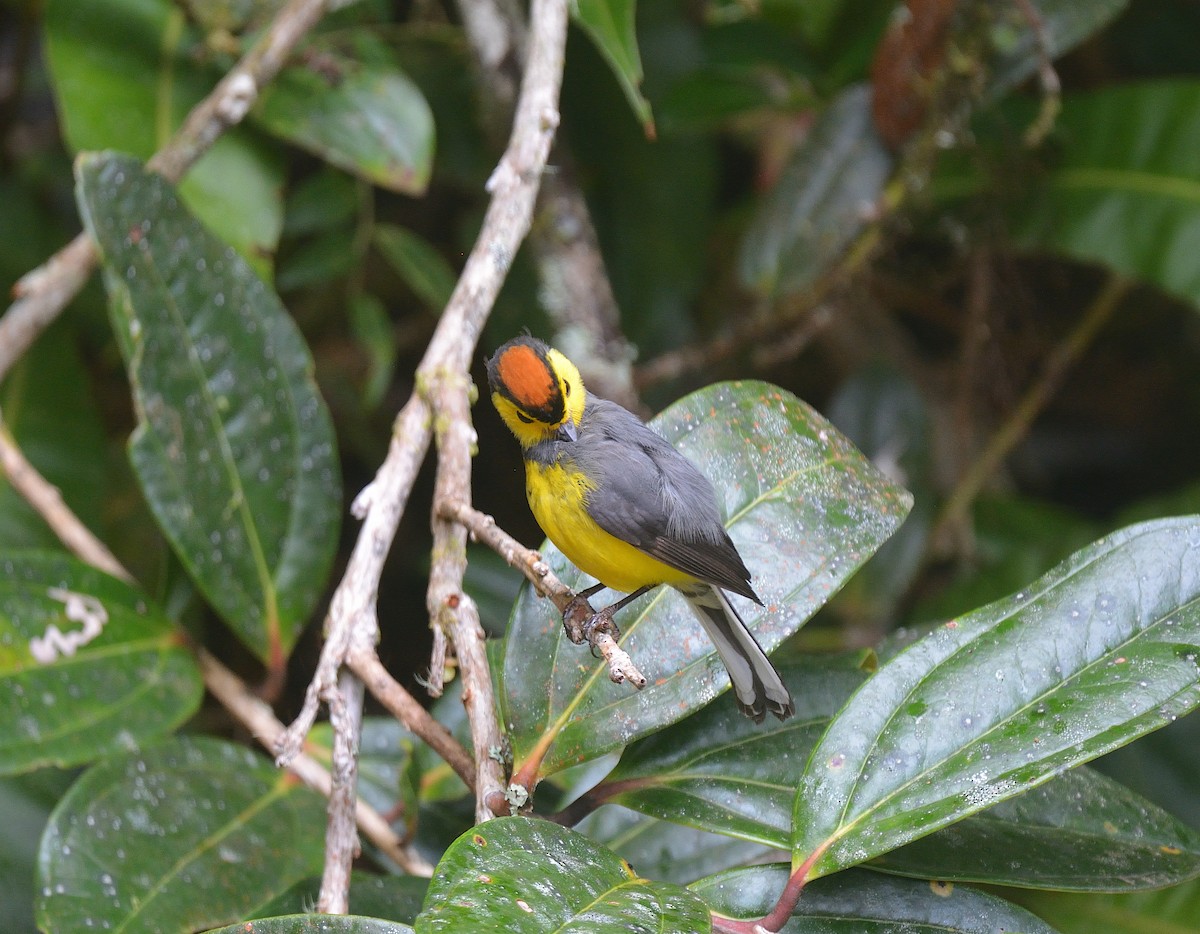 Collared Redstart - ML624047442