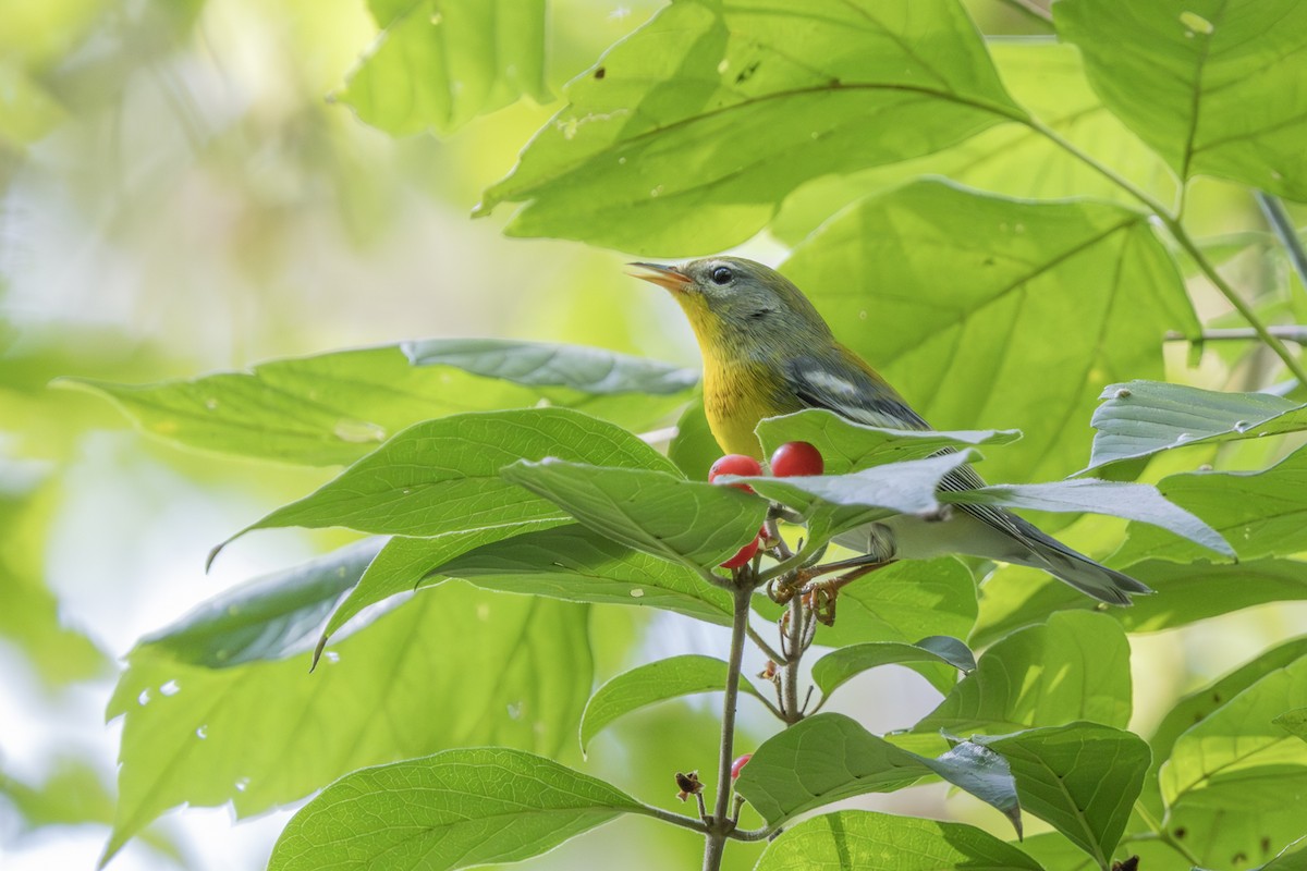 Parula Norteña - ML624047445