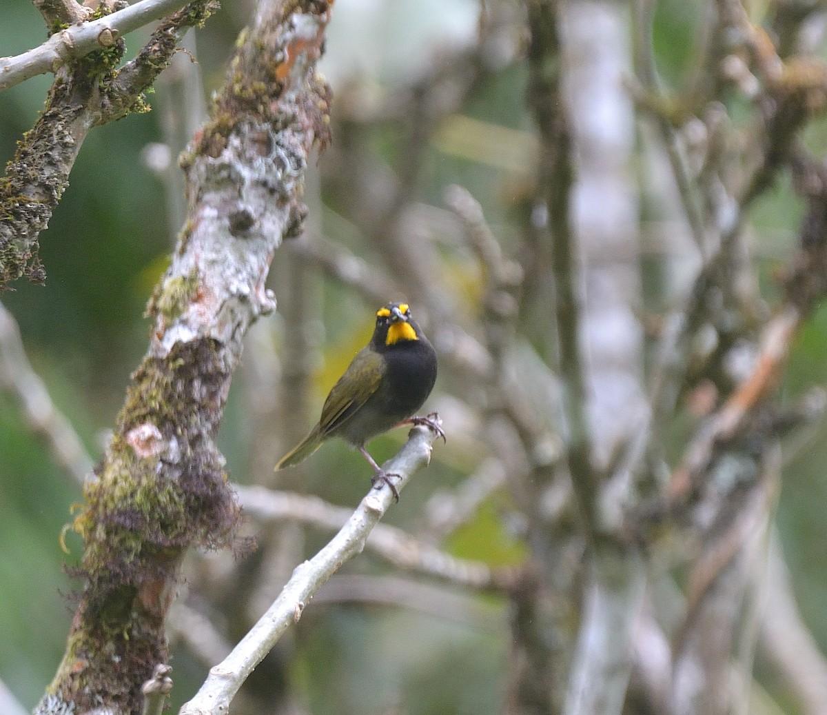 Yellow-faced Grassquit - ML624047457