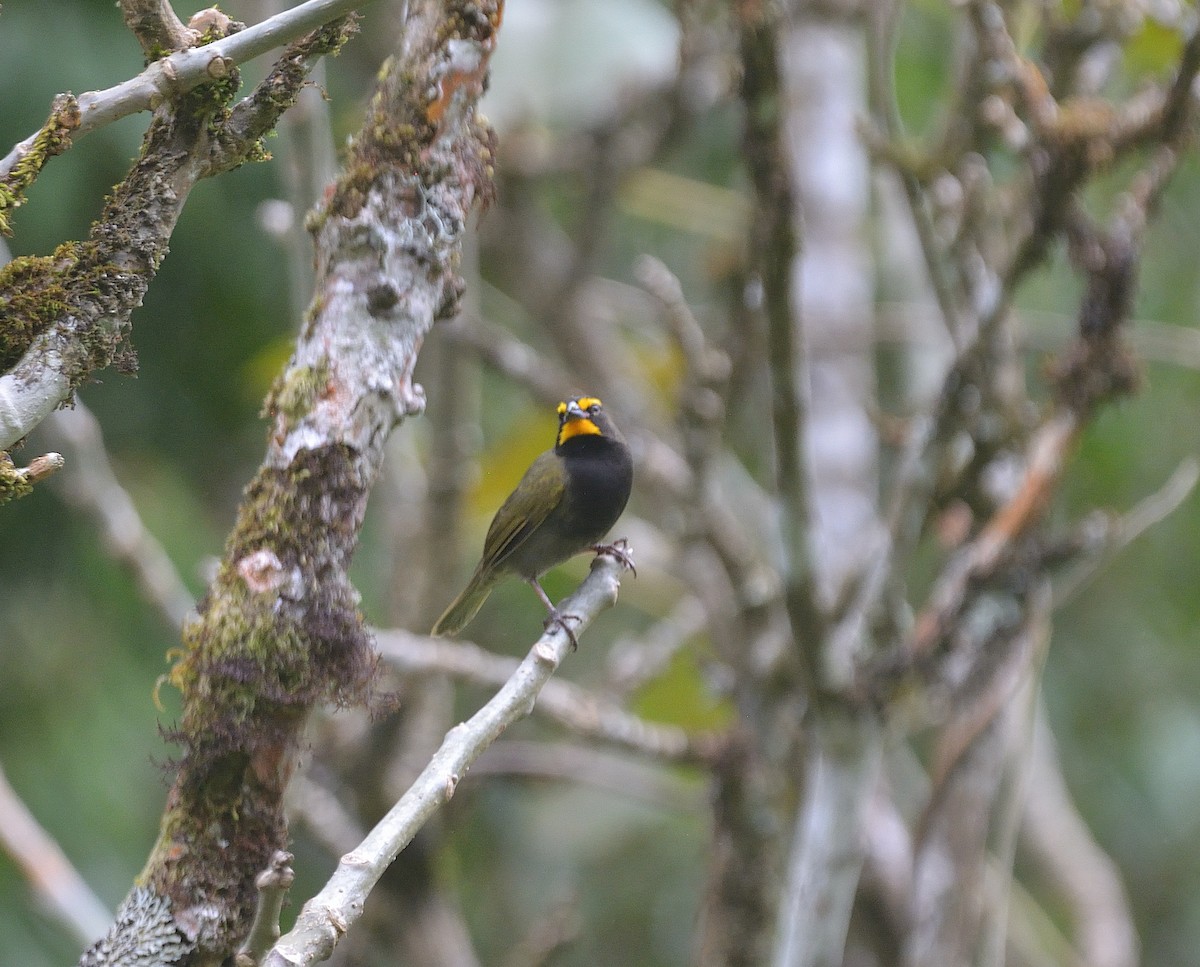 Yellow-faced Grassquit - ML624047458