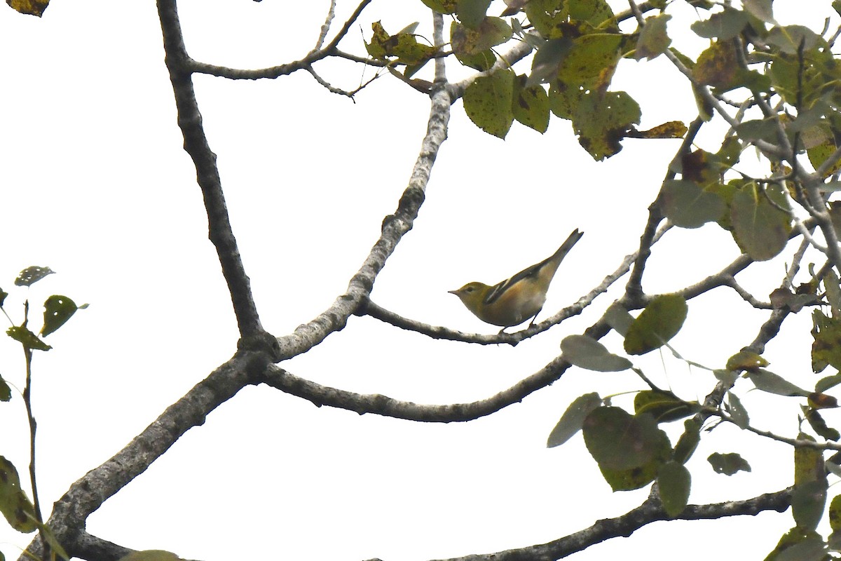 Bay-breasted Warbler - ML624047459