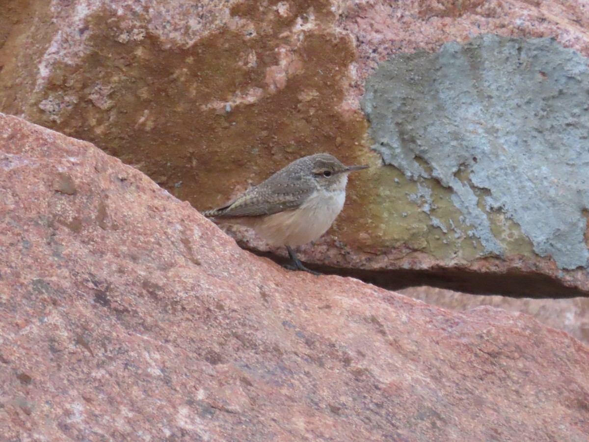 Troglodyte des rochers - ML624047462