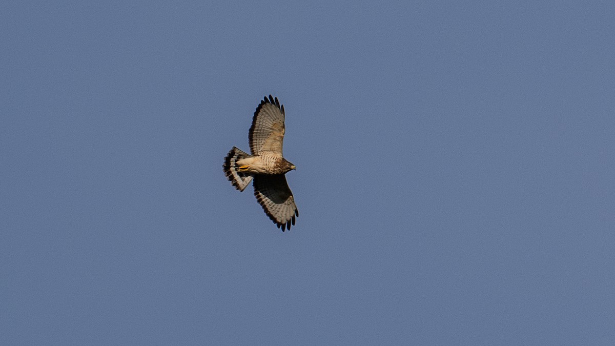 Broad-winged Hawk - ML624047467