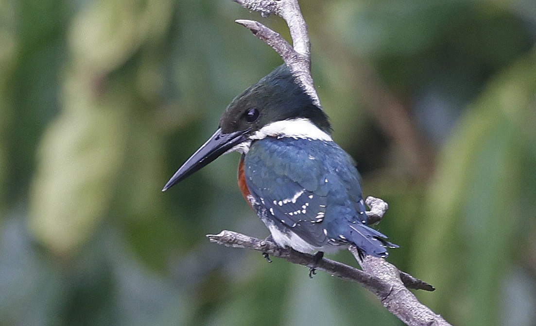 Martin-pêcheur vert - ML624047472