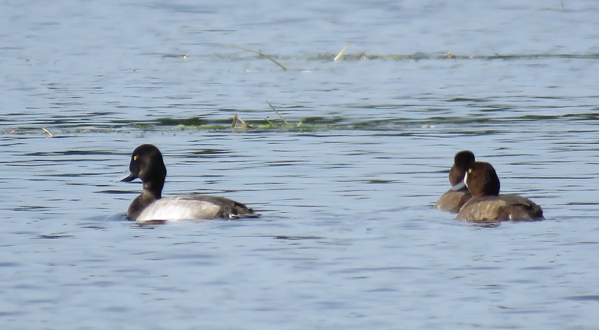 Lesser Scaup - ML624047480