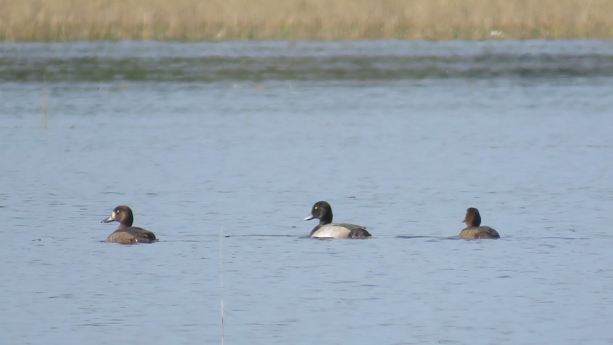 Lesser Scaup - ML624047484