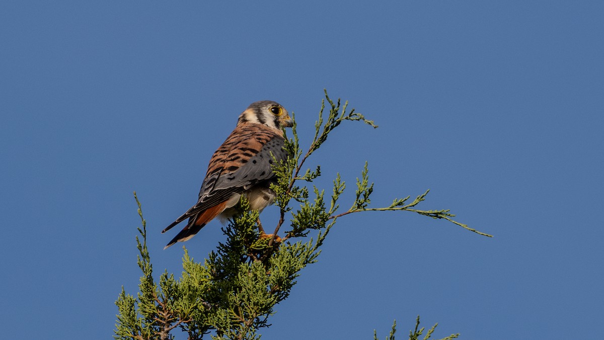 American Kestrel - ML624047494