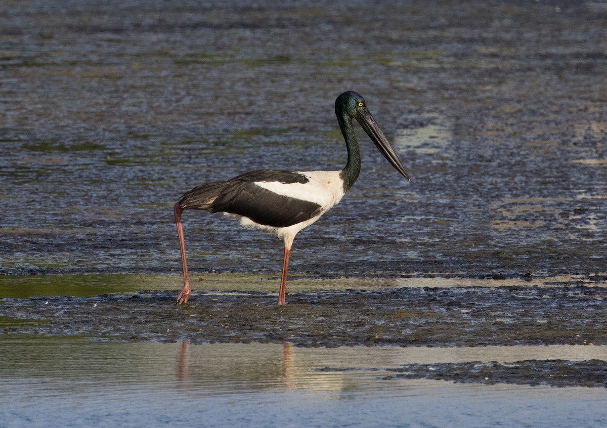 Black-necked Stork - Chris Barnes