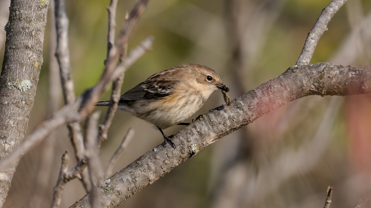 Yellow-rumped Warbler - ML624047554