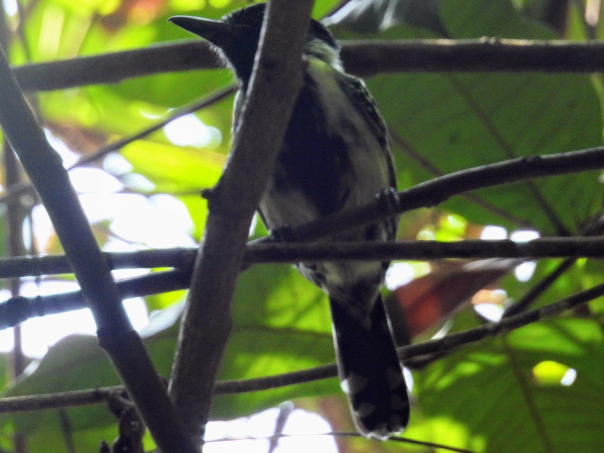 Black-crested Antshrike - ML624047562