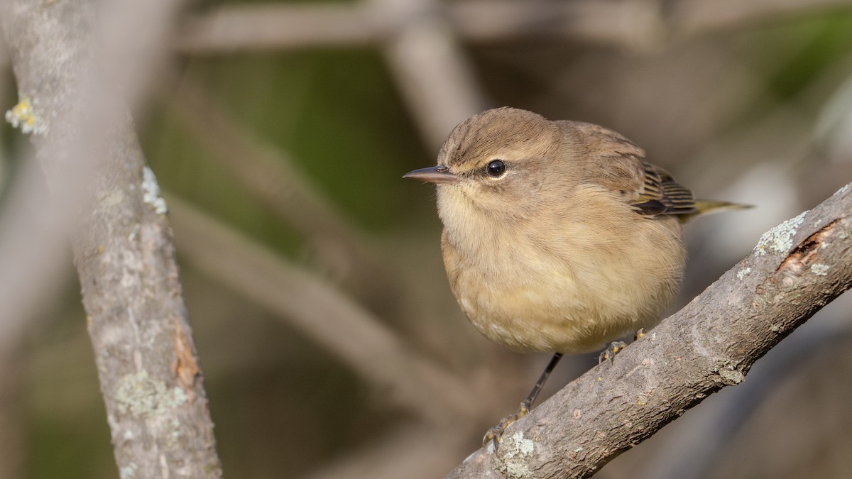 Palm Warbler - ML624047567