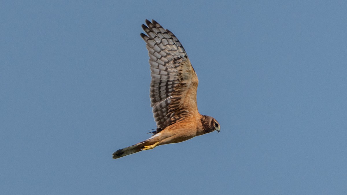 Northern Harrier - Matthew Herron