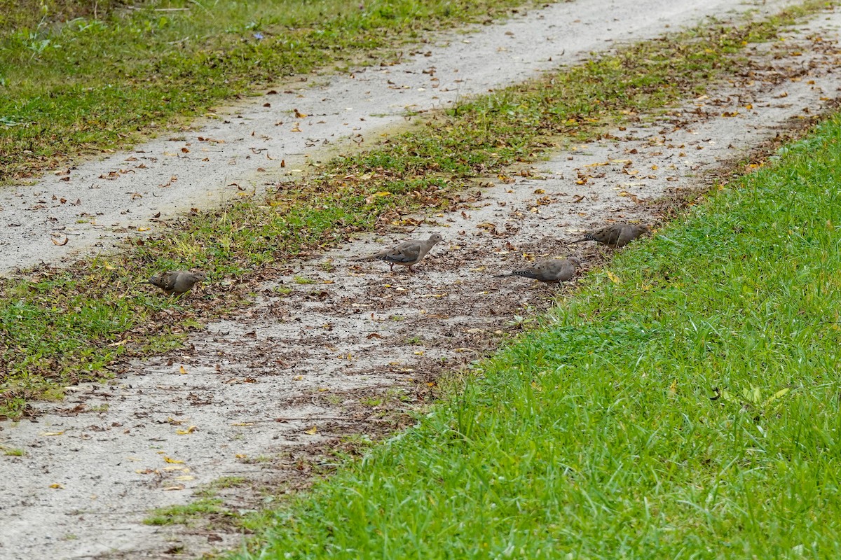 Mourning Dove - ML624047580