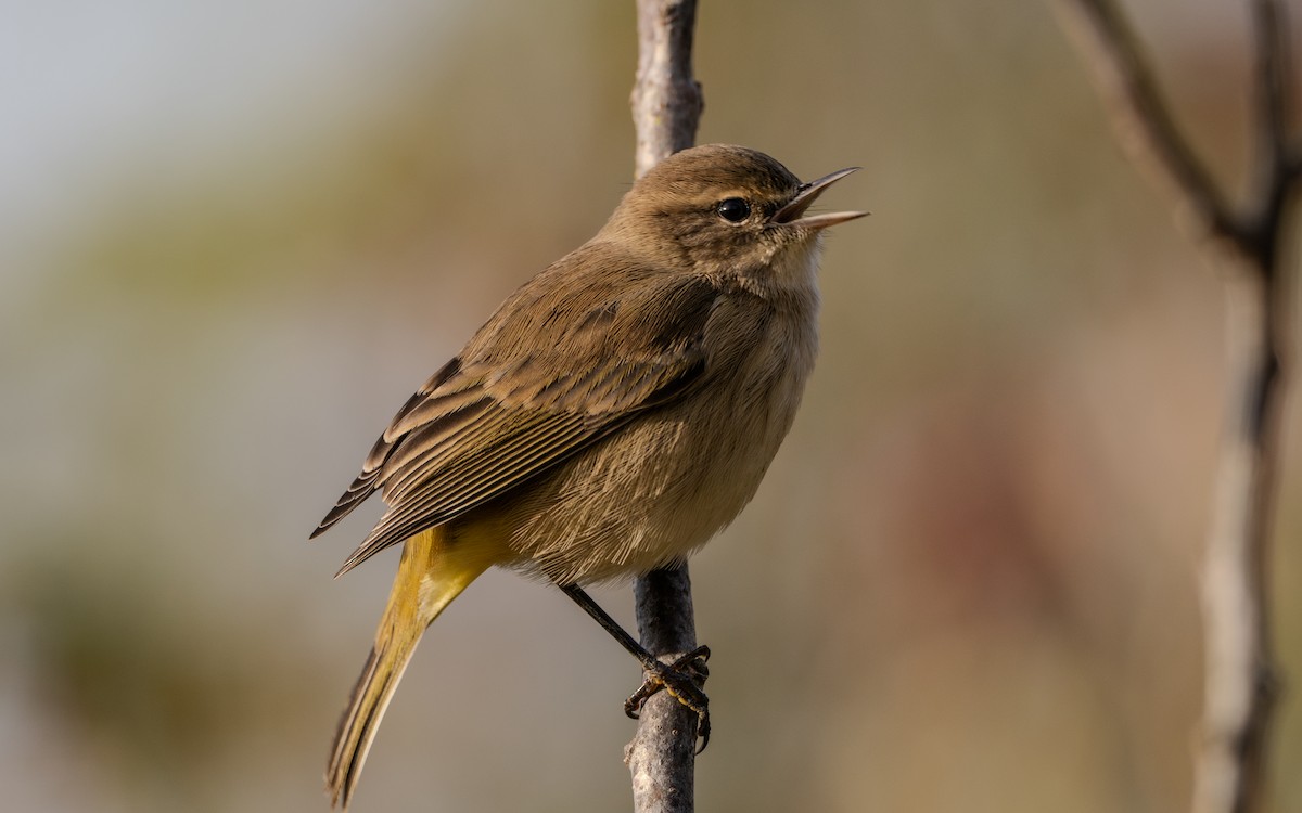 Palm Warbler - ML624047585