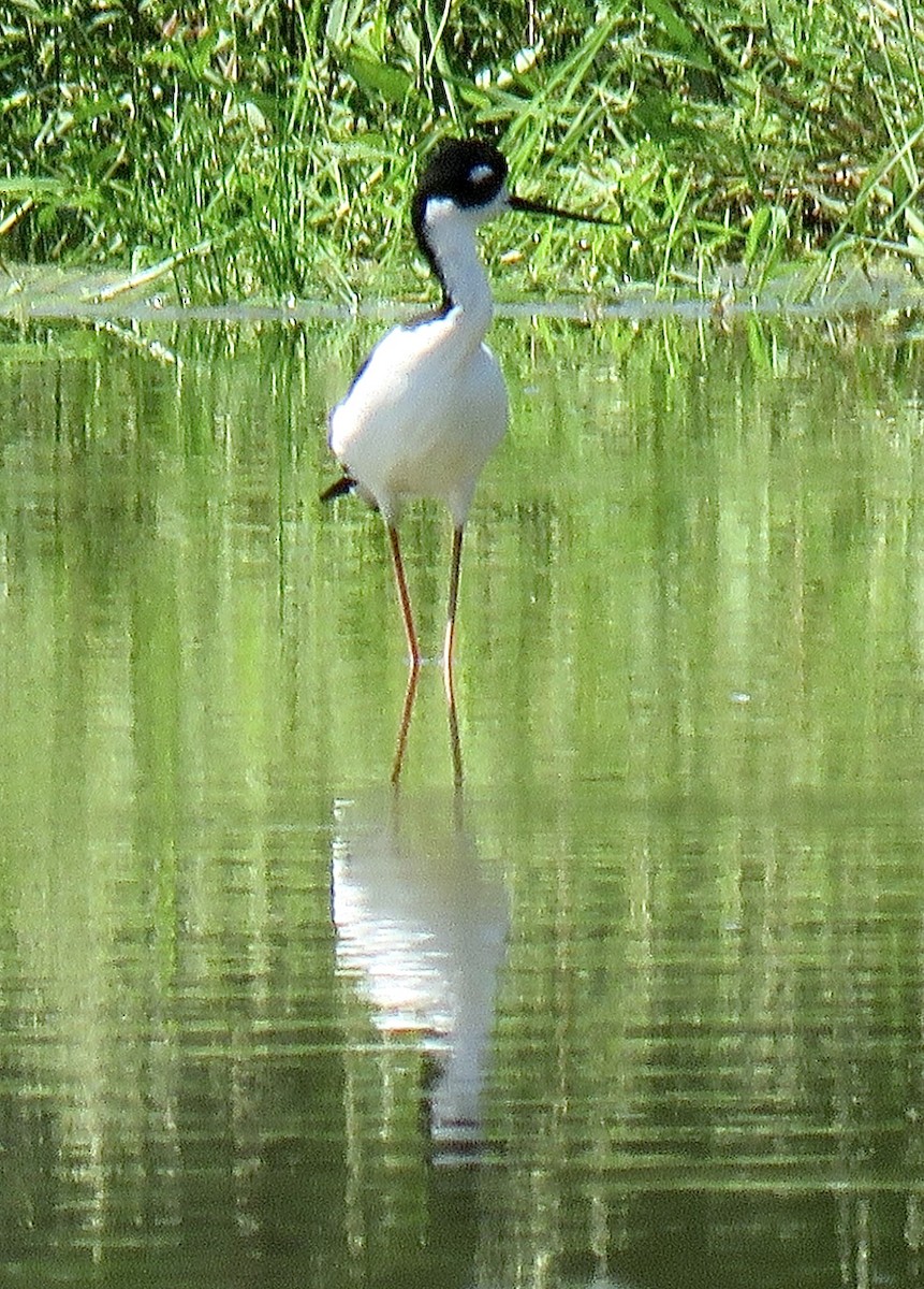 Black-necked Stilt - ML624047591