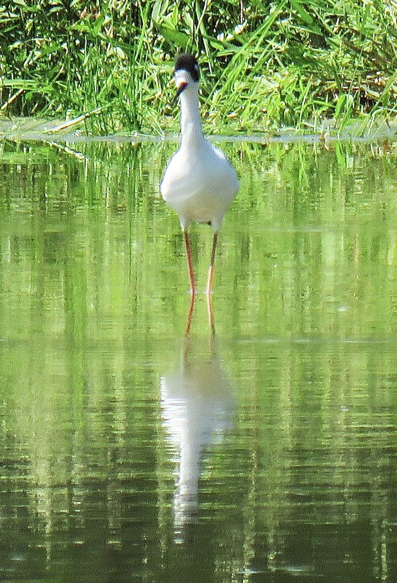 Black-necked Stilt - ML624047592