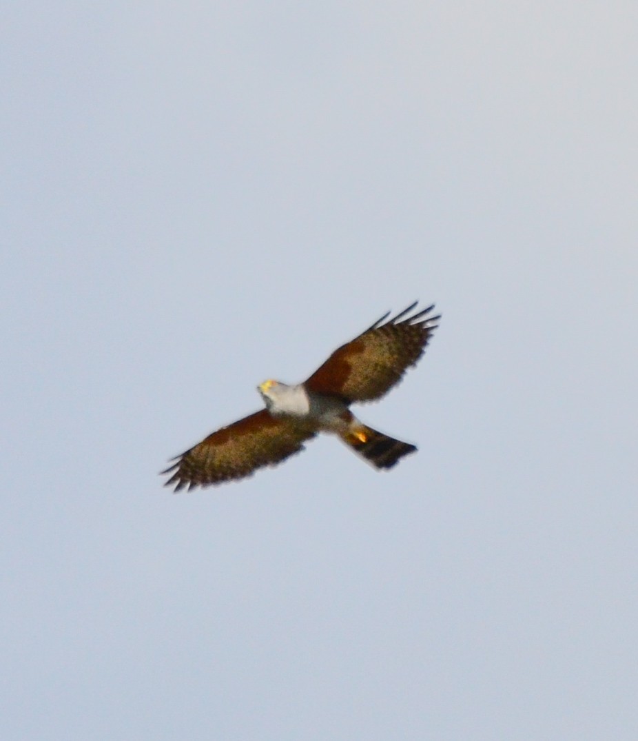 Rufous-thighed Kite - ML624047600