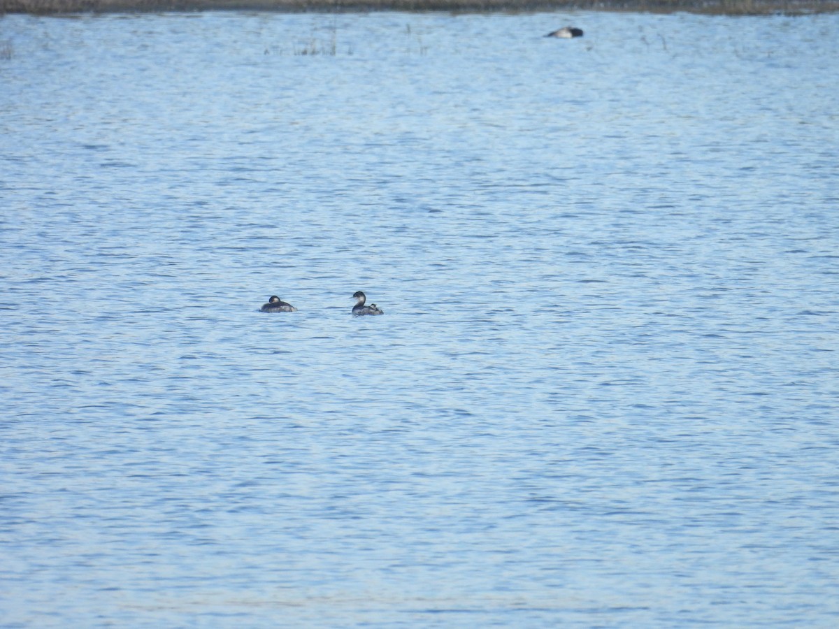 Eared Grebe - ML624047624