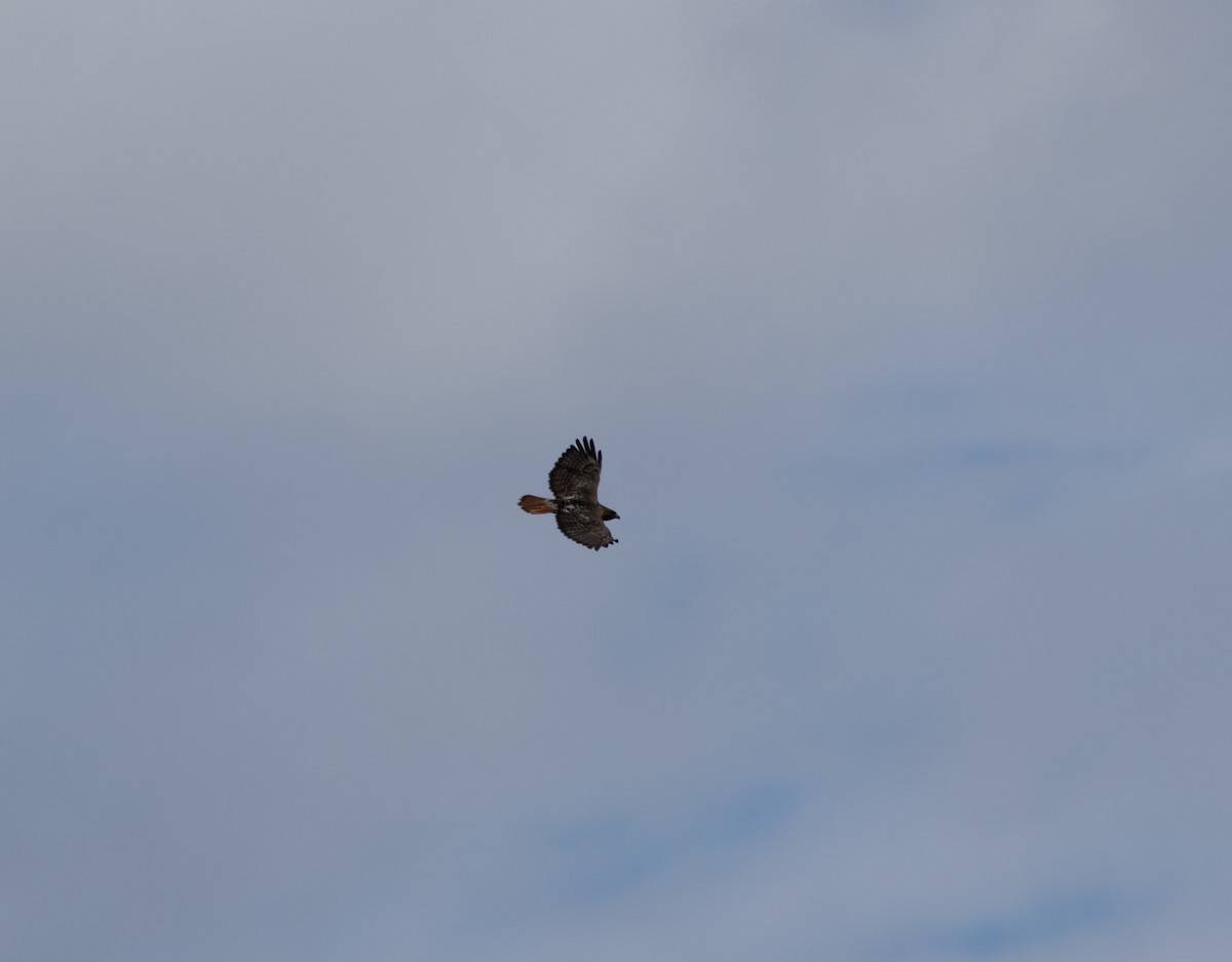 Red-tailed Hawk - Kevin Regan