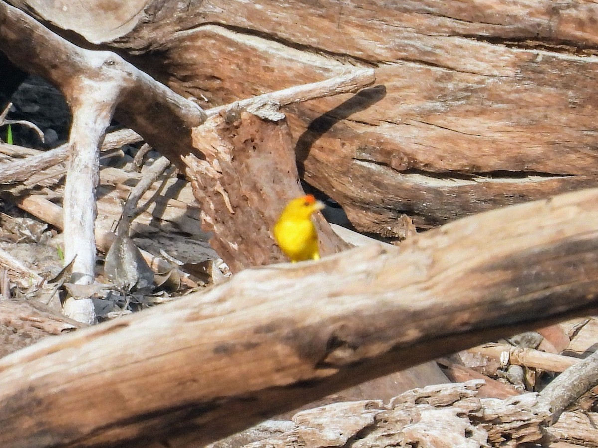 Orange-fronted Yellow-Finch - Lisa Schibley