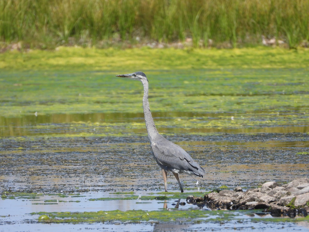 Garza Azulada - ML624047663